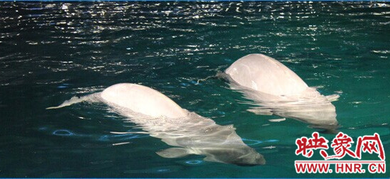 开封东京极地海洋馆