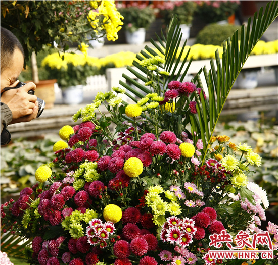 开封第32届菊花文化节暨第27届恳亲大会将开幕