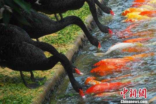 深圳动物园黑天鹅喂食锦鲤鱼“日久生情”场面温馨