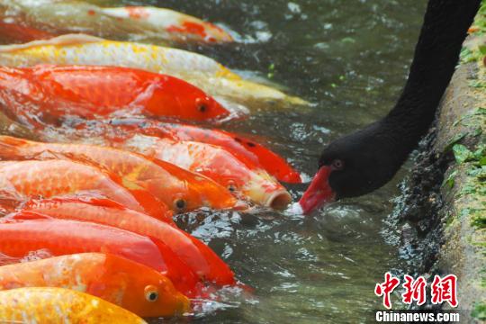 深圳动物园黑天鹅喂食锦鲤鱼“日久生情”场面温馨