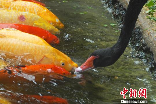 深圳动物园黑天鹅喂食锦鲤鱼“日久生情”场面温馨
