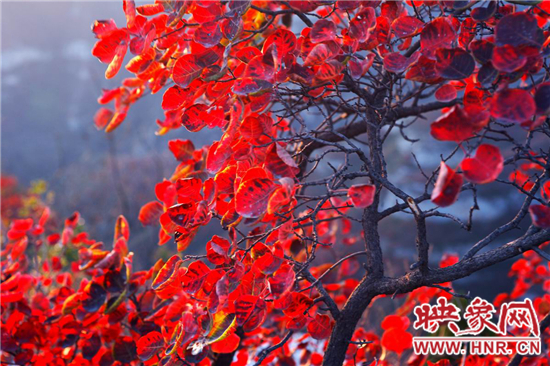 2014年第五届嵩山红叶节将于10月26日盛大开幕