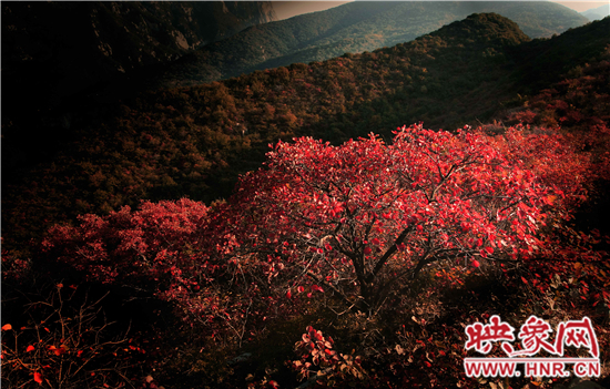 2014年第五届嵩山红叶节将于10月26日盛大开幕