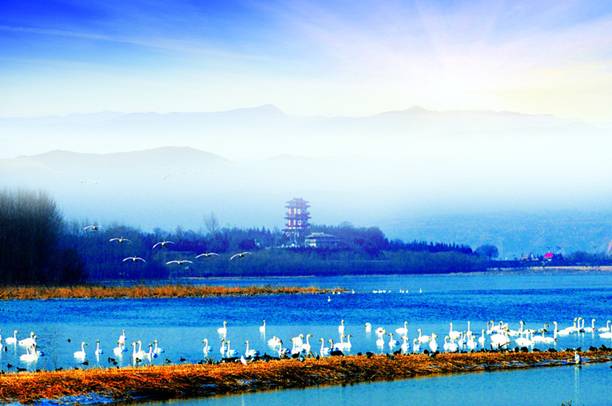 “天鹅城”河南三门峡为白天鹅划定16万亩保护区