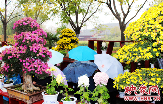 天好、花美 中国开封第32届菊花文化节延长一周