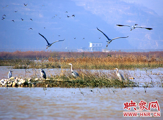 济源小浪底景区积极筹备第五届“观鸟季”