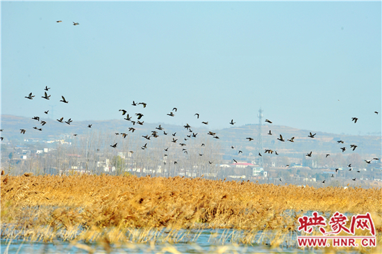　　小浪底景区第五届“观鸟季”开幕