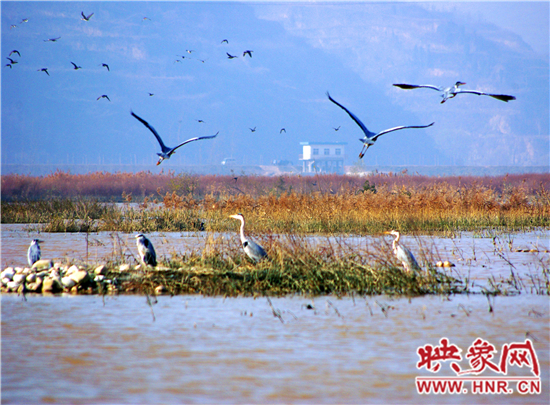 　　小浪底景区第五届“观鸟季”开幕
