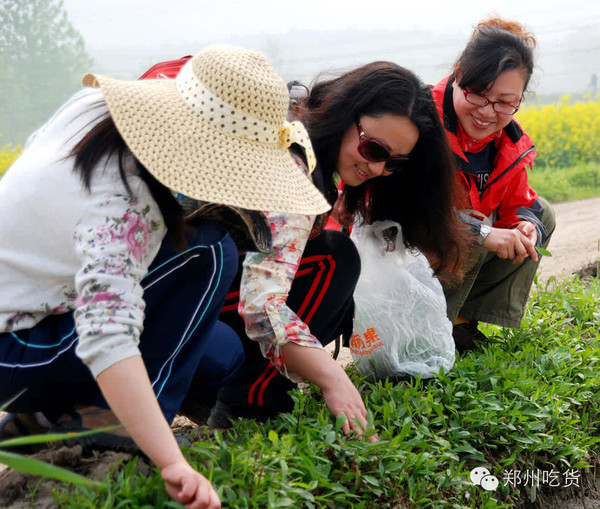 郑州吃货挖“野菜地图”攻略