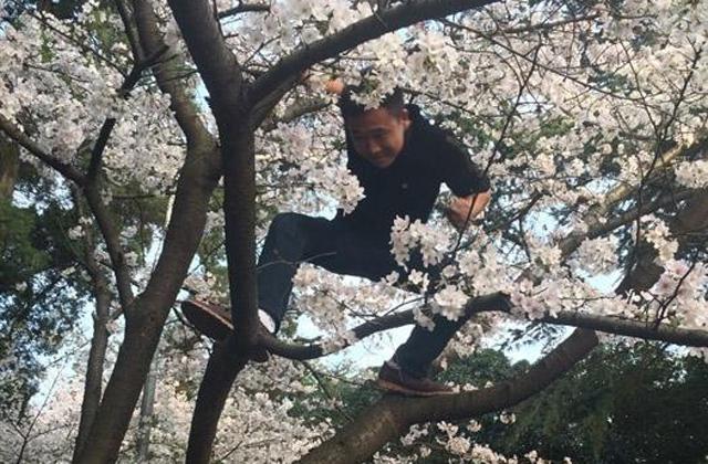武大“樱花周末”游客爬树造“樱花雨”