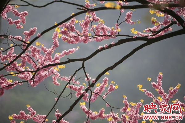 老君洞第六届紫荆花节暨魅力西峡全国摄影大赛启动