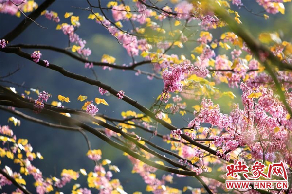 老君洞第六届紫荆花节暨魅力西峡全国摄影大赛启动