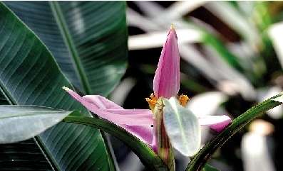 郑州植物园温室内仅三株紫苞芭蕉