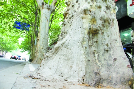 郑州街头为防法桐再着火根部灌入水泥