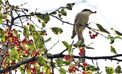 昨天下午，碧沙岗公园的海棠树上，一只喜鹊在品尝成熟的海棠果。