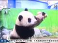熊猫宝宝预测世界杯细则出炉