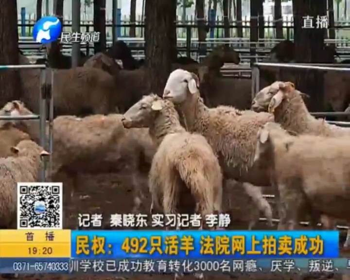 民权法院网上拍卖羊群