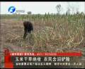 玉米干旱绝收 农民含泪铲除