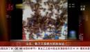 数万只蜜蜂大闹加油站