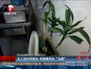 主人没时间浇水 把绿植养在“马桶”