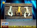 两渔民一周捕获两只白化龙虾 概率亿分之一