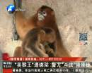 金丝猴遭绑架 警方“斗法”降匪徒