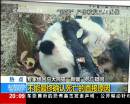 大熊猫“新媛”死亡疑问 不能最终确认死亡的直接原因
