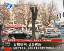 绿城去哪了?百颗梧桐让路移栽