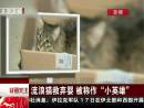 流浪猫救弃婴 被称作“小英雄”