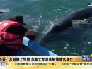 灰鲸跳上甲板 加拿大女游客被撞落水身亡