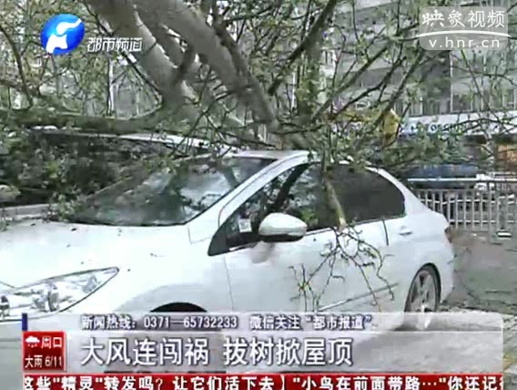 文化路大树被刮倒 四辆轿车被砸
