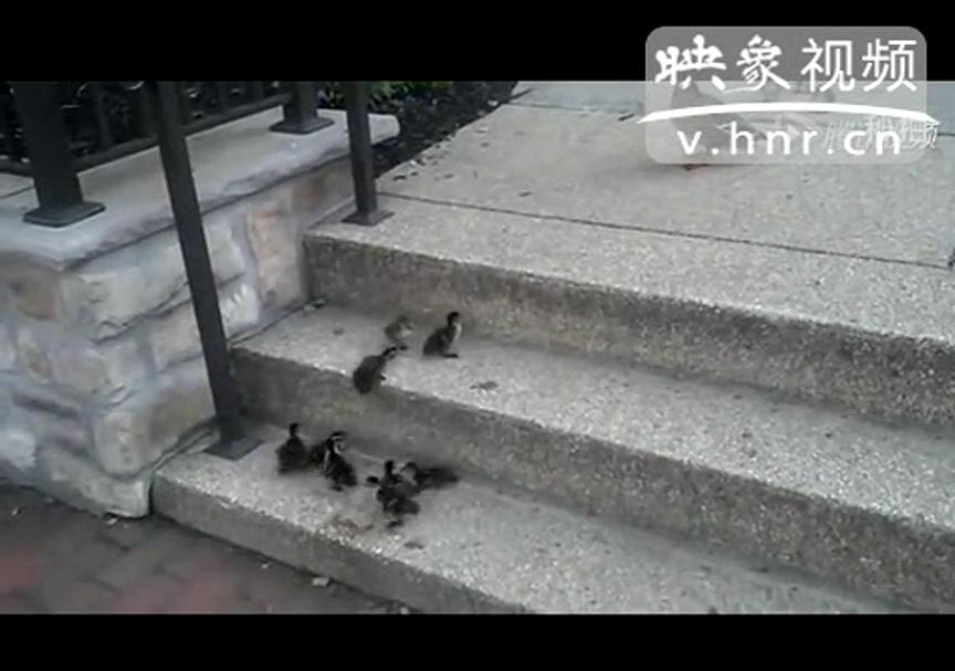 [实拍]一群小鸭的励志视频