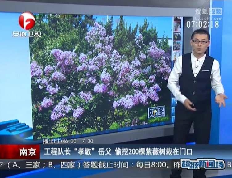 南京：工程队长“孝敬”岳父 偷挖200棵紫薇树栽在门口
