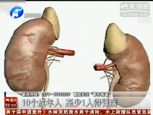 10个成年人 至少1人得肾病