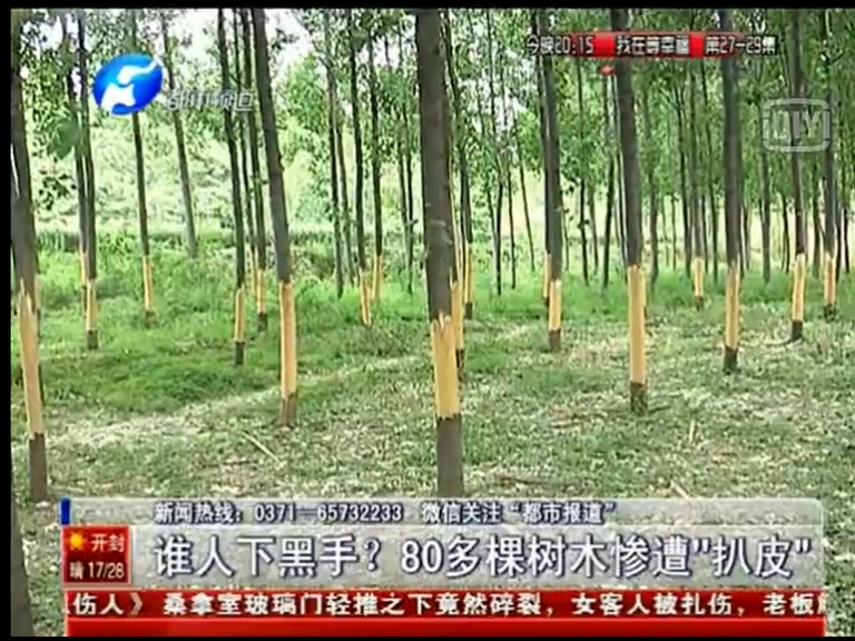 80多棵树被“扒皮” 谁痛下黑手？