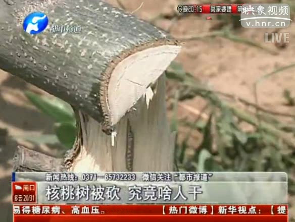 农户百十棵核桃树被砍