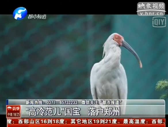 国家一级保护鸟类朱鹮落户郑州动物园