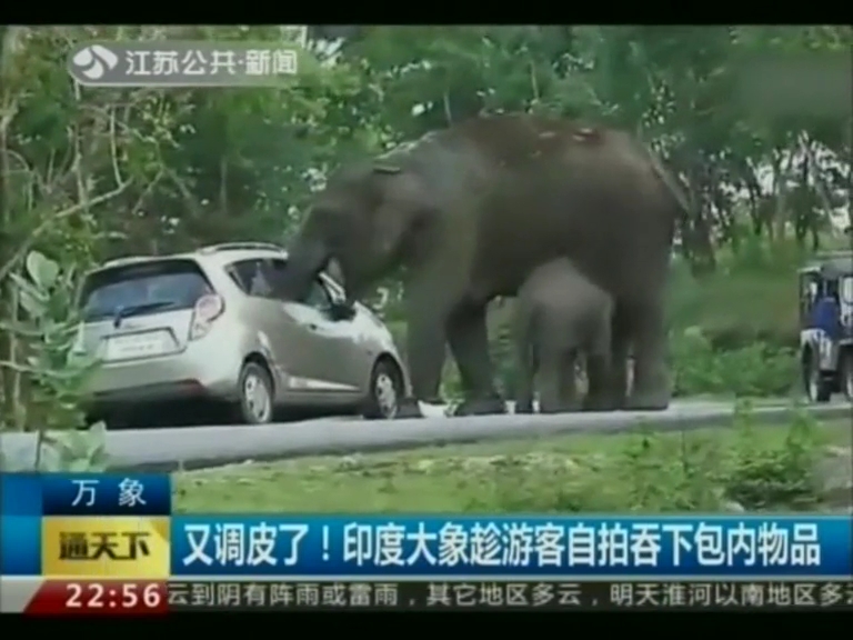 又调皮了！印度大象趁游客自拍吞下包内物品
