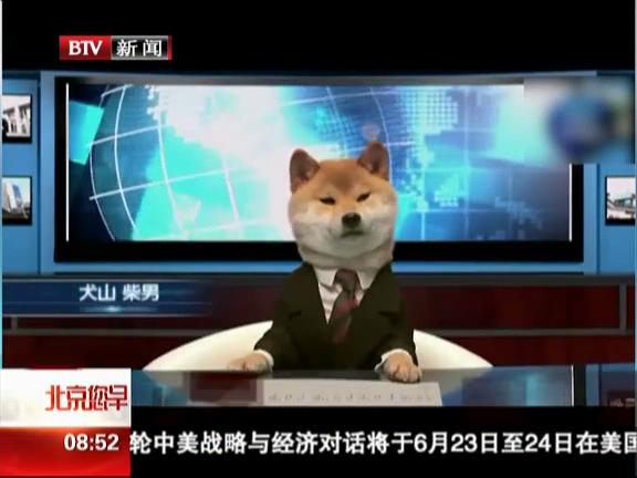 日本柴犬当主播 上电视播报新闻