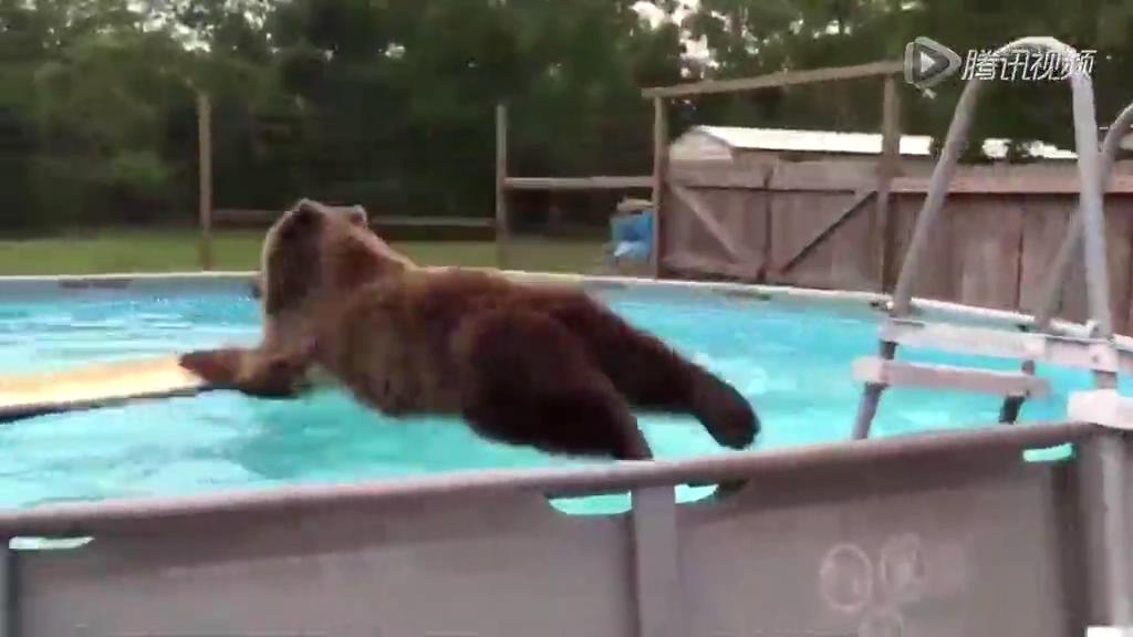 实拍小棕熊泳池跳水 “炸弹式”入水玩的欢