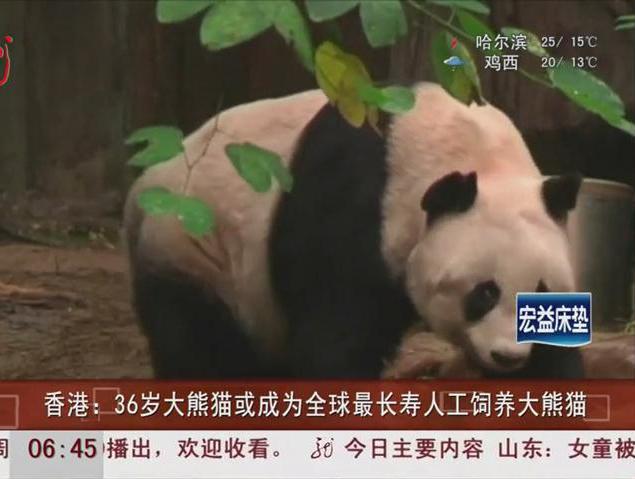 这只大熊猫100岁