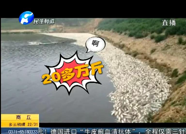 20万斤鱼翻肚因缺氧？