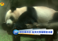 熊猫消暑：吹空调冲凉澡