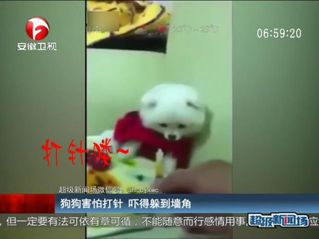 狗狗怕打针这样躲—
