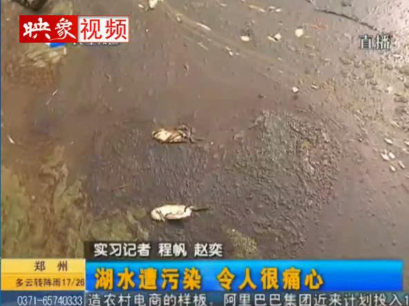 郑州湖水遭污染现大批死鱼