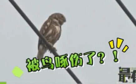 连续被啄伤 猫头鹰复仇？