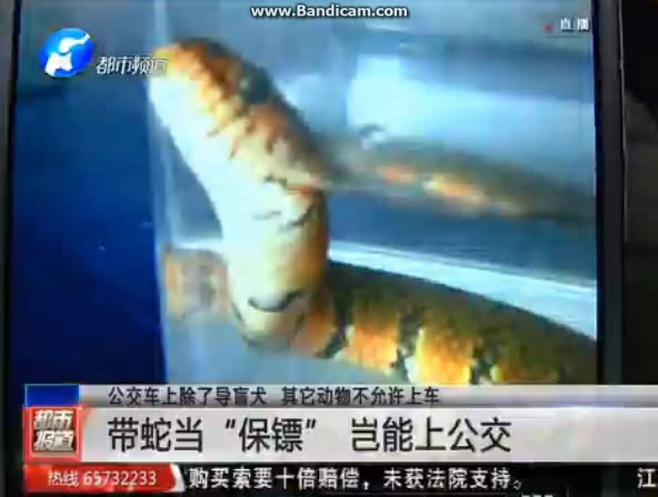 小伙儿带蛇上公交被阻 竟把蛇扔车上