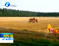 河南省小麦收获基本结束 机收率达98%