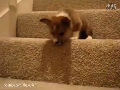 小狗狗和楼梯不能不说的故事