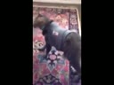 醉酒的猫咪回到家后各种搞笑！